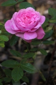 Rose; The Mayflower