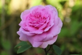Rose; The Mayflower