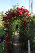 Rosenbue; Flammentanz
