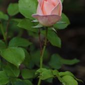 Rose; Geoff Hamilton