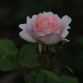 Rose; Geoff Hamilton