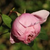 Rose; The Alnwick