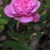 Rose; The Mayflower