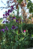 Ærteblomst