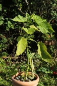 Engletrompet
