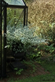 Helichrysum petiolare
