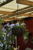 Petunia ampel