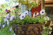 Petunia ampel