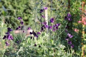 Lathyrus / Ærteblomst