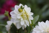 Georgine / Dahlia