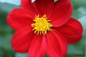 Georgine / Dahlia