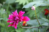 Georgine / Dahlia