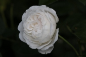 Rose; Winchester Cathedral