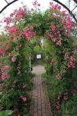 Rose; Debutante