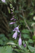 Hosta i blomst