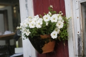 Petunia i vægkrukke