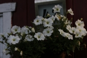 Petunia