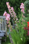 Gladiolus