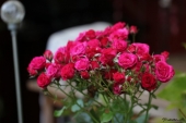 Rose i krukke