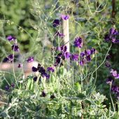 Lathyrus / Ærteblomst