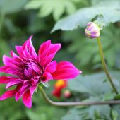 Georgine / Dahlia