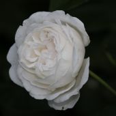 Rose; Winchester Cathedral