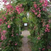 Rose; Debutante