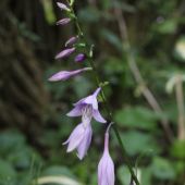 Hosta i blomst