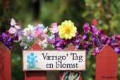 Ærteblomster