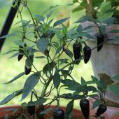 Czechoslovakian Black, Cap. annuum