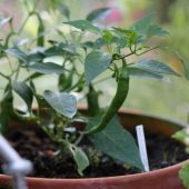 Golden Cayenne, Cap. annuum