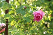Rose; Constance Spry