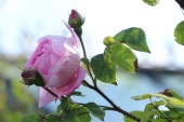 Rose; Constance Spry