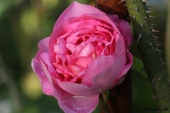 Rose; Constance Spry