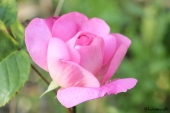 Rose; Constance Spry