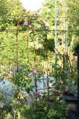 Rose; Constance Spry
