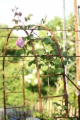 Rose; Constance Spry