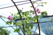 Rose; Constance Spry