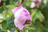 Rose; Constance Spry