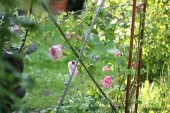 Rose; Constance Spry