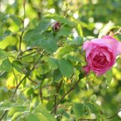 Rose; Constance Spry