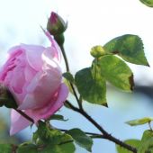 Rose; Constance Spry