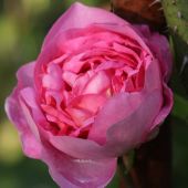 Rose; Constance Spry