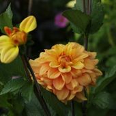 Dahlia
