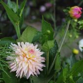 Dahlia