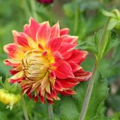 Dahlia