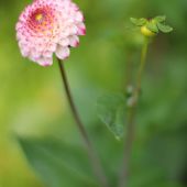 Dahlia