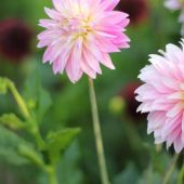 Dahlia