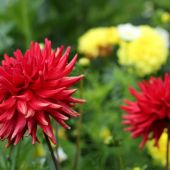 Dahlia
