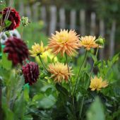 Dahlia